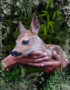 fawn